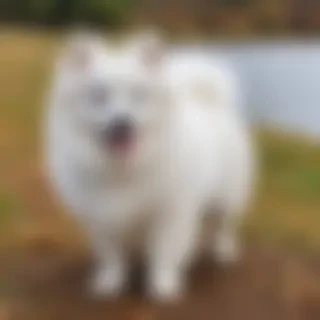 japanese spitz dog breed