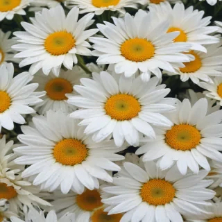 iphone daisy wallpaper