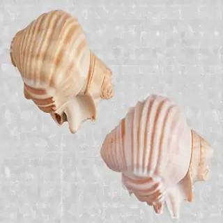 seashell png