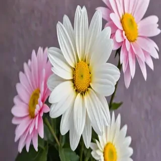 iphone background flowers