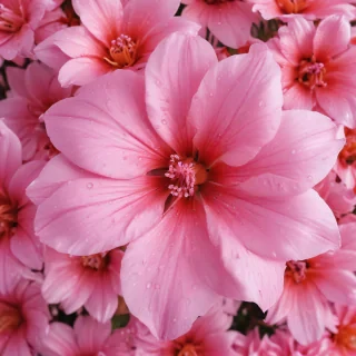 pink flower background