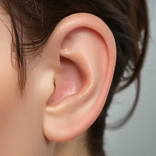 ear png