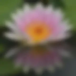 water lily png