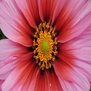 cosmos flower