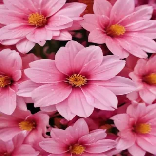 pink flower background