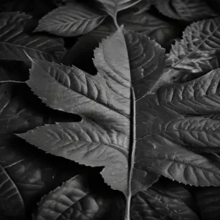 leaves black and white