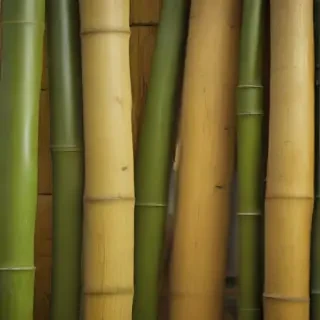 bamboo background