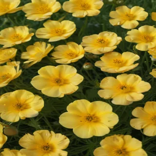 buttercup flower