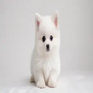 cute white background