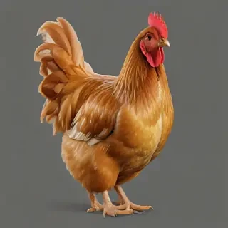 chicken transparent