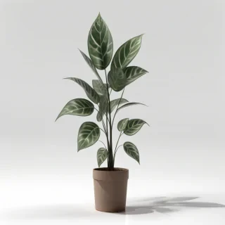 plant transparent