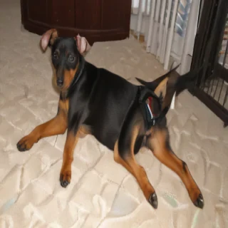 american rat pinscher