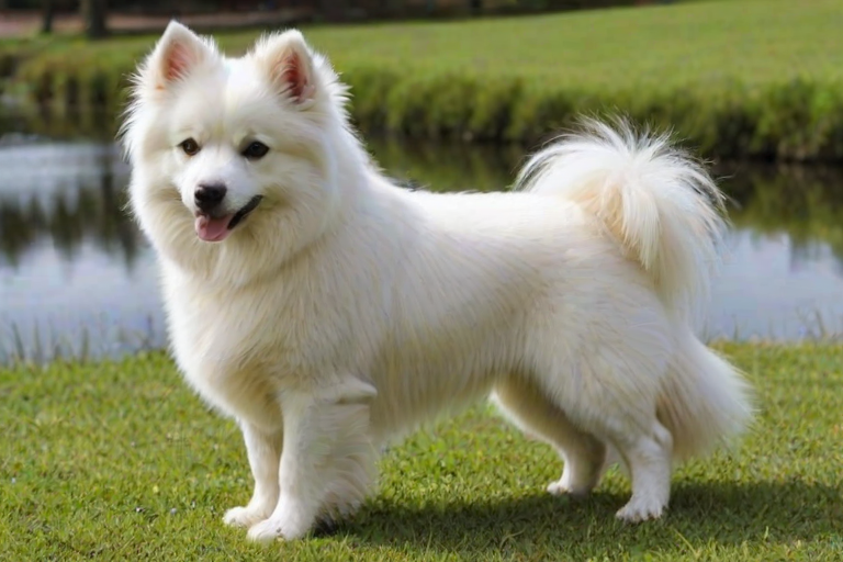 dameranian dog breed