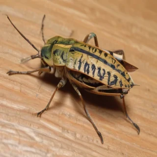 locust bug