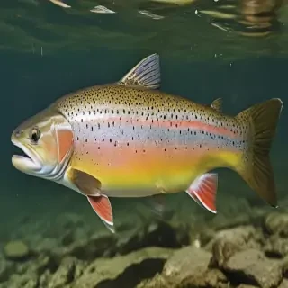 trout fish