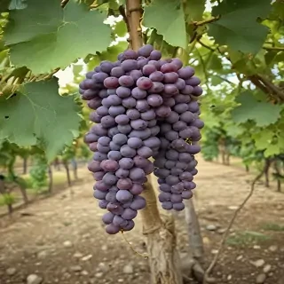 grape tree