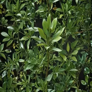 transparent plant