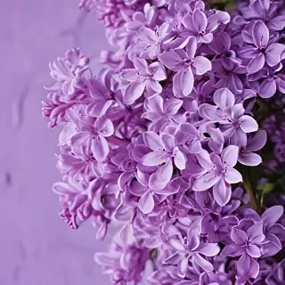 lilac wallpaper iphone