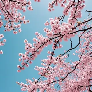 spring aesthetic wallpaper