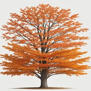fall tree png