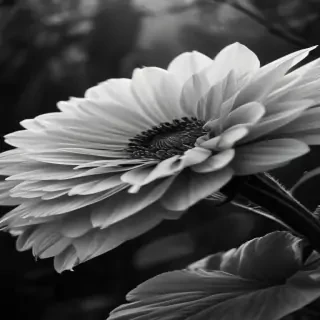black and white iphone wallpaper
