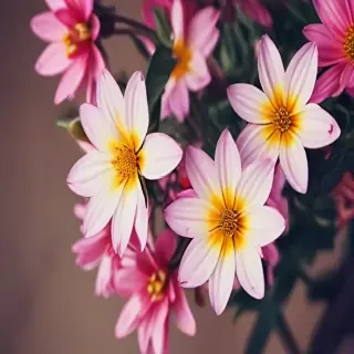 flower wallpaper iphone