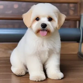 lhasapoo dog breed