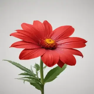 red flower png
