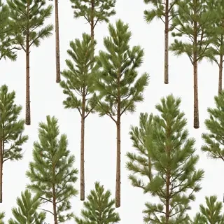 pine tree transparent