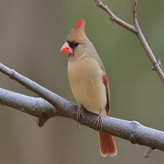 female cardinal