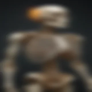 skeleton transparent background