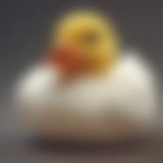 rubber duck png