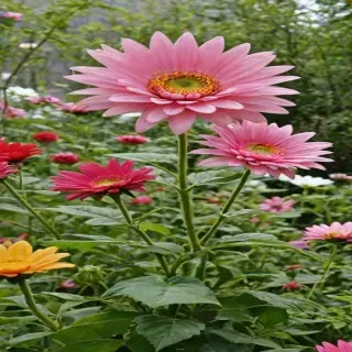flower line