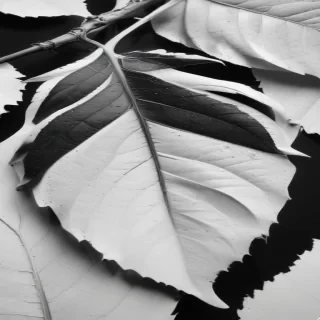 leaf white and black