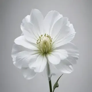 transparent white flower