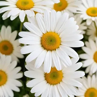 daisy flower wallpaper