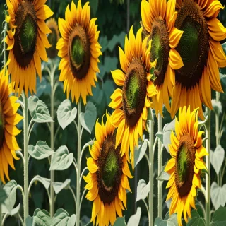 sunflower background