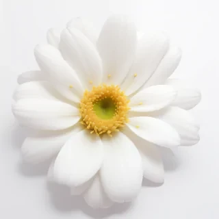 flower white background