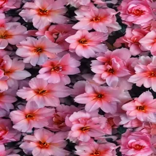 aesthetic flower backgrounds