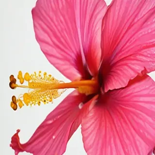 hibiscus flower png