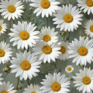 daisy flower wallpaper