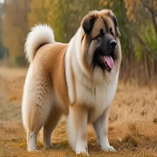 caucasian shepherd dog