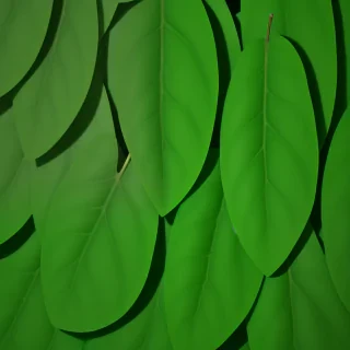 green leaf background