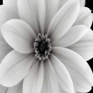 black and white flower