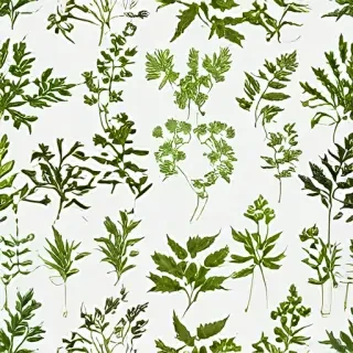 weeds png