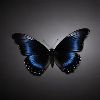 black butterfly wallpaper