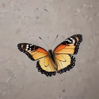butterfly draing
