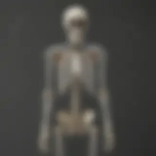 skeleton transparent