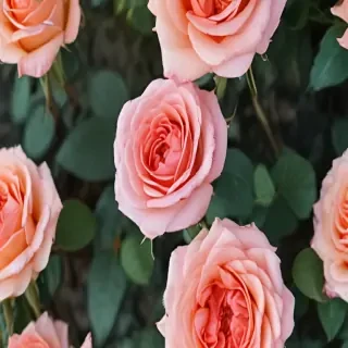 roses in background