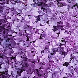 lilac wallpaper iphone